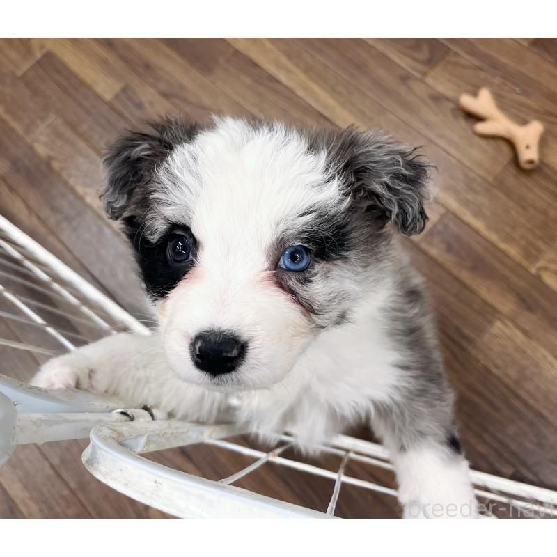 成約済の東京都のボーダーコリー-436783の8枚目