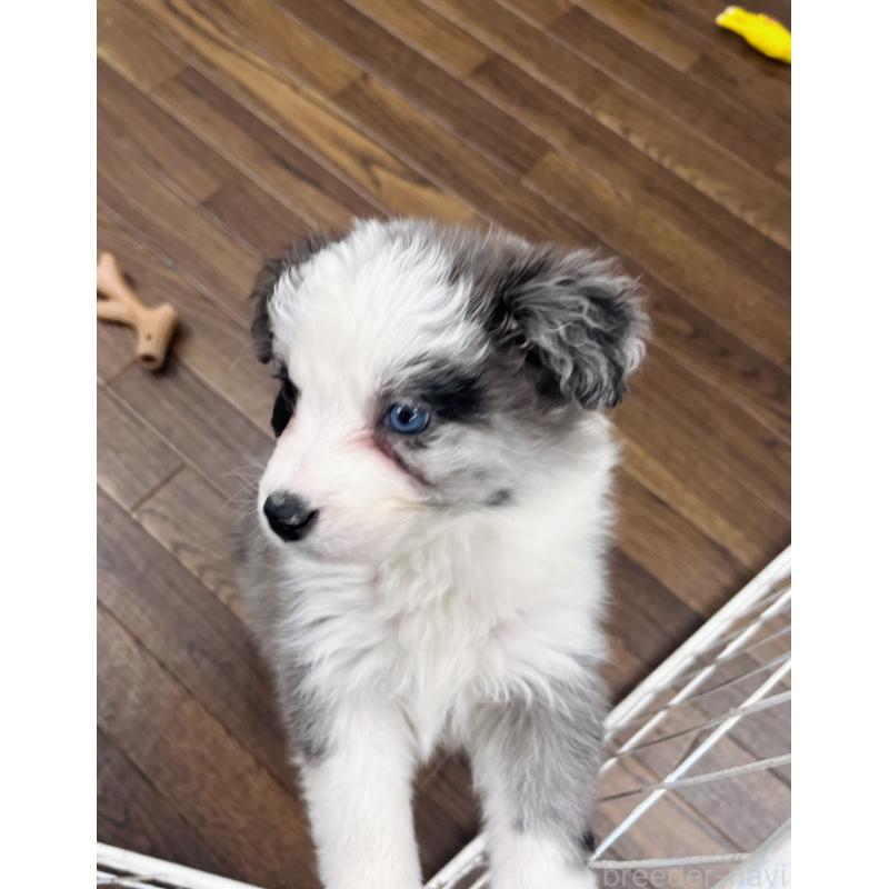 成約済の東京都のボーダーコリー-436783の7枚目