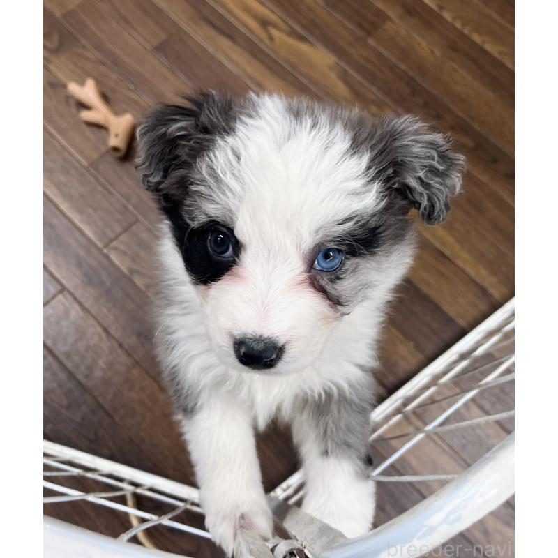 成約済の東京都のボーダーコリー-436783の6枚目