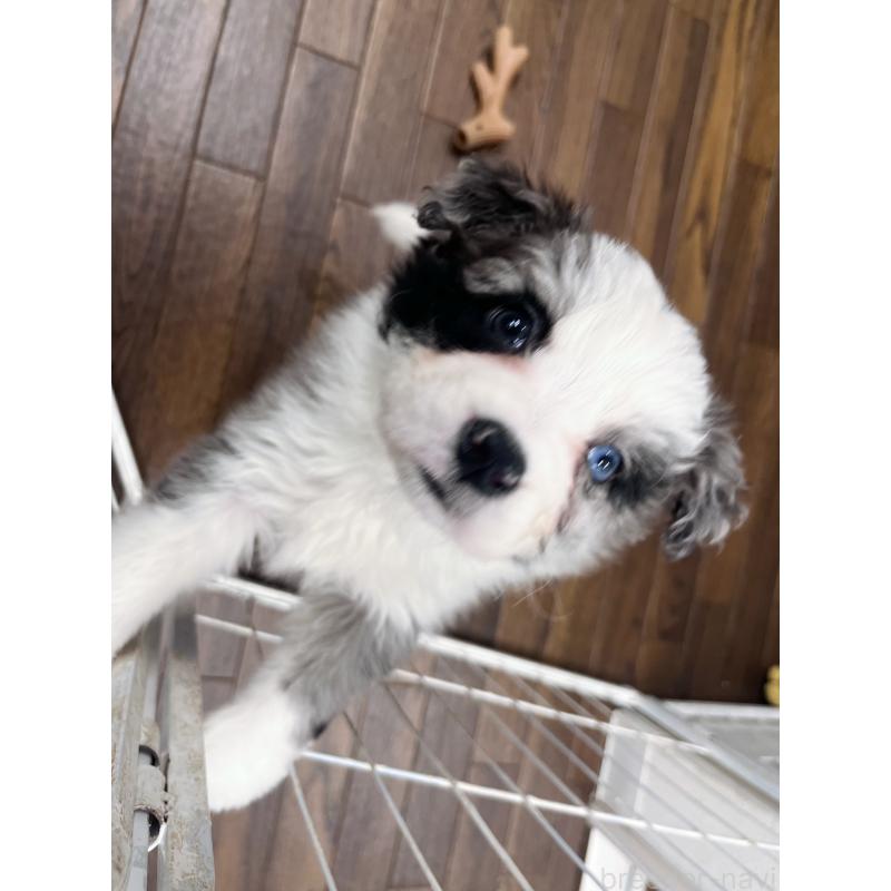 成約済の東京都のボーダーコリー-436783の5枚目