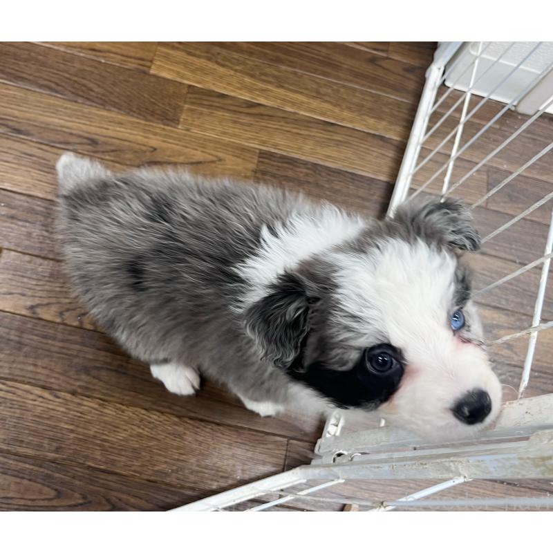 成約済の東京都のボーダーコリー-436783の4枚目