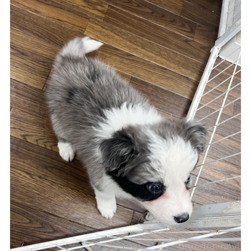 成約済の東京都のボーダーコリー-436783の2枚目