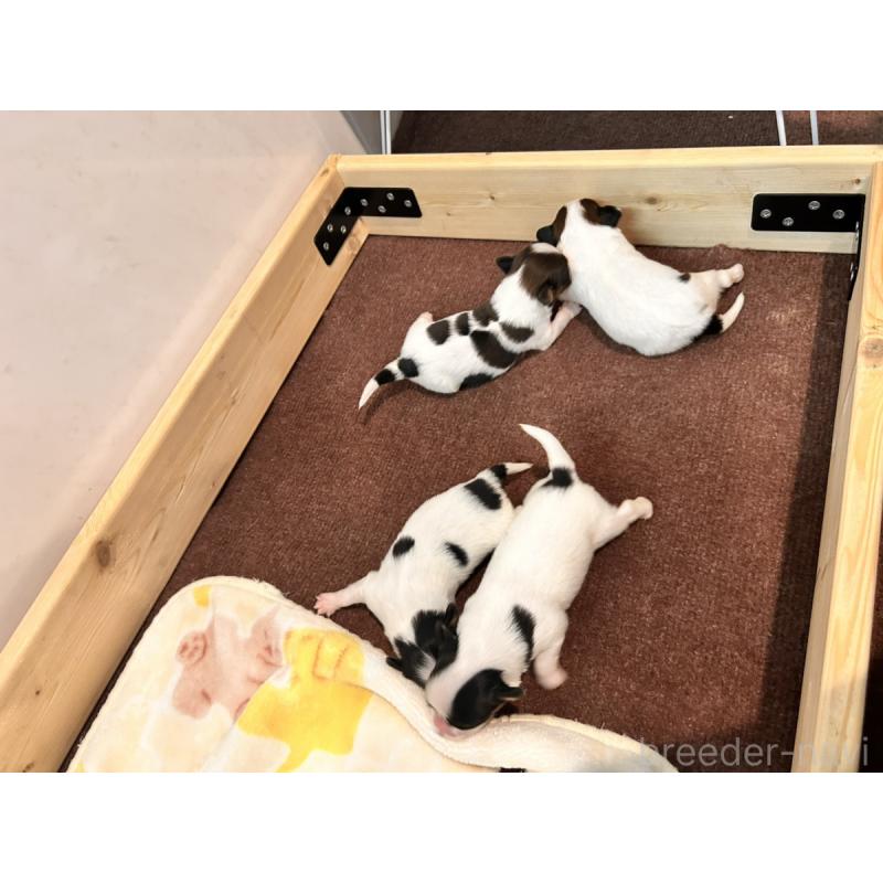 販売中の群馬県のパピヨン-436785の2枚目