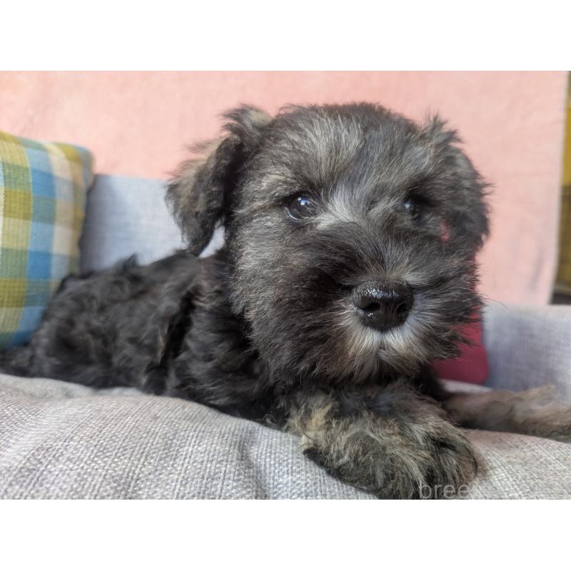 販売中の福岡県のミニチュアシュナウザー-430397の5枚目