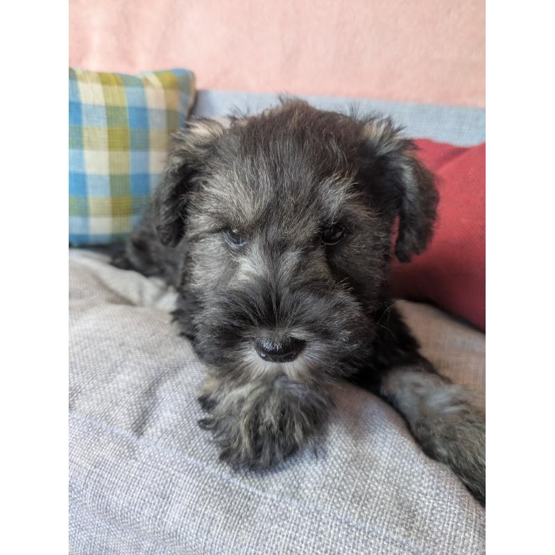 販売中の福岡県のミニチュアシュナウザー-430397の4枚目