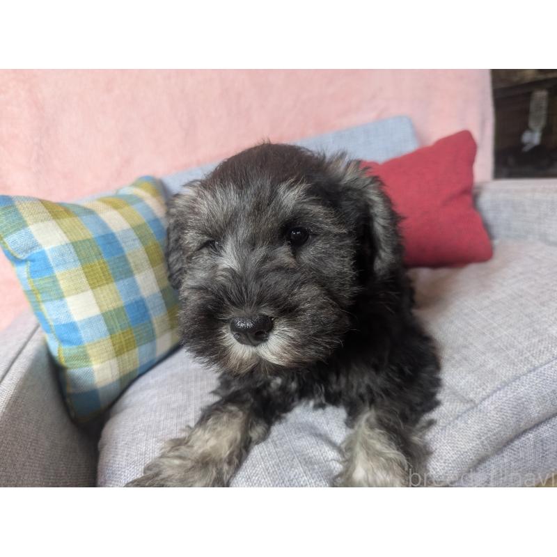 販売中の福岡県のミニチュアシュナウザー-430397の3枚目