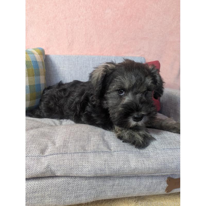 販売中の福岡県のミニチュアシュナウザー-430397の2枚目