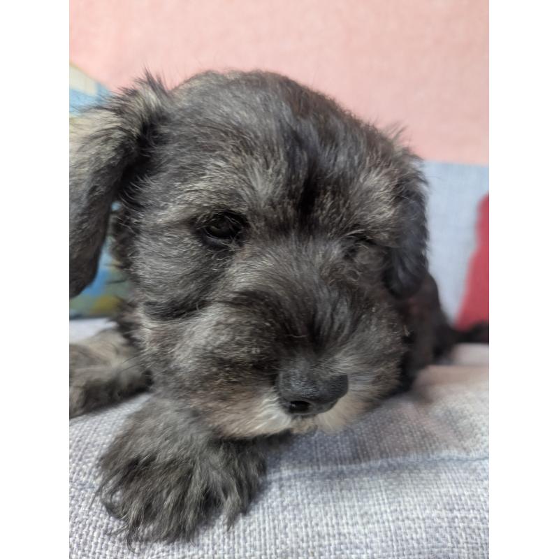 販売中の福岡県のミニチュアシュナウザー-430350の7枚目