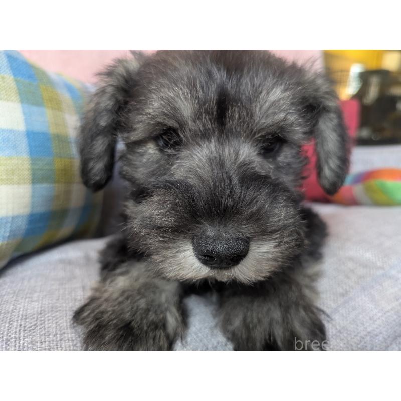 販売中の福岡県のミニチュアシュナウザー-430350の5枚目