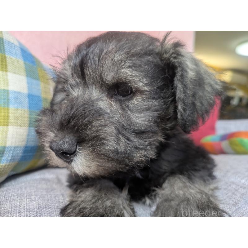 販売中の福岡県のミニチュアシュナウザー-430350の4枚目