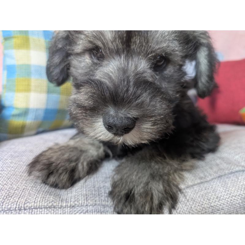 販売中の福岡県のミニチュアシュナウザー-430350の3枚目