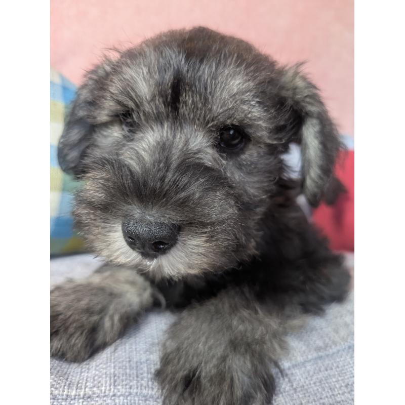 販売中の福岡県のミニチュアシュナウザー-430350の2枚目