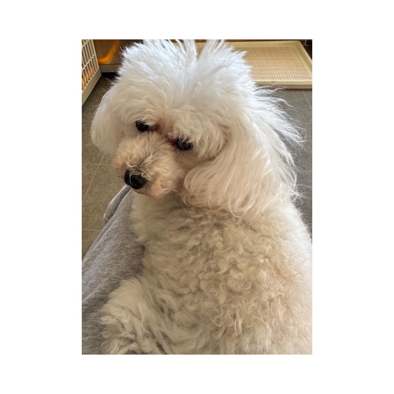 販売中の京都府のタイニープードル-436789の3枚目