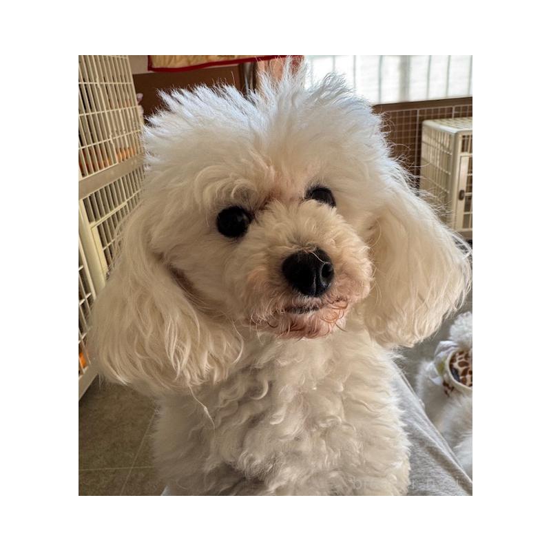 販売中の京都府のタイニープードル-436789の2枚目