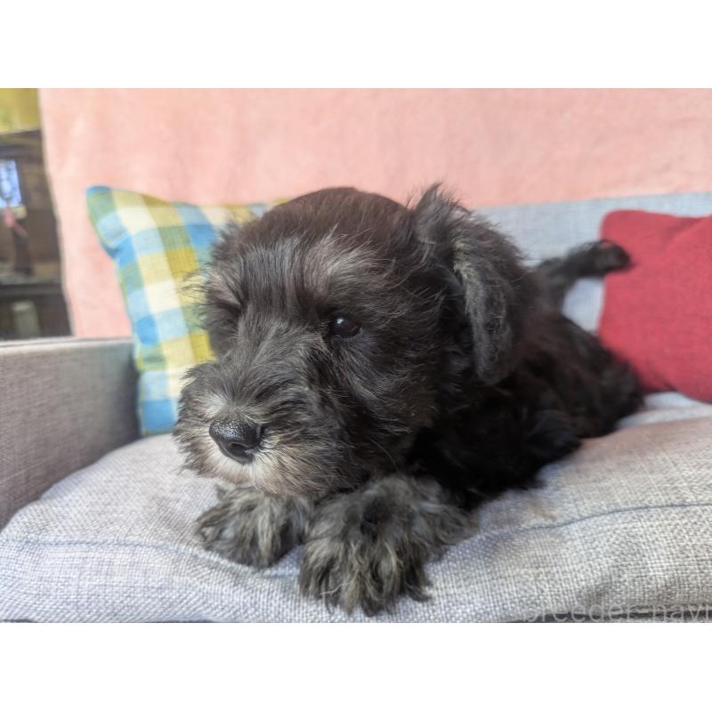 商談中の福岡県のミニチュアシュナウザー-430398の8枚目