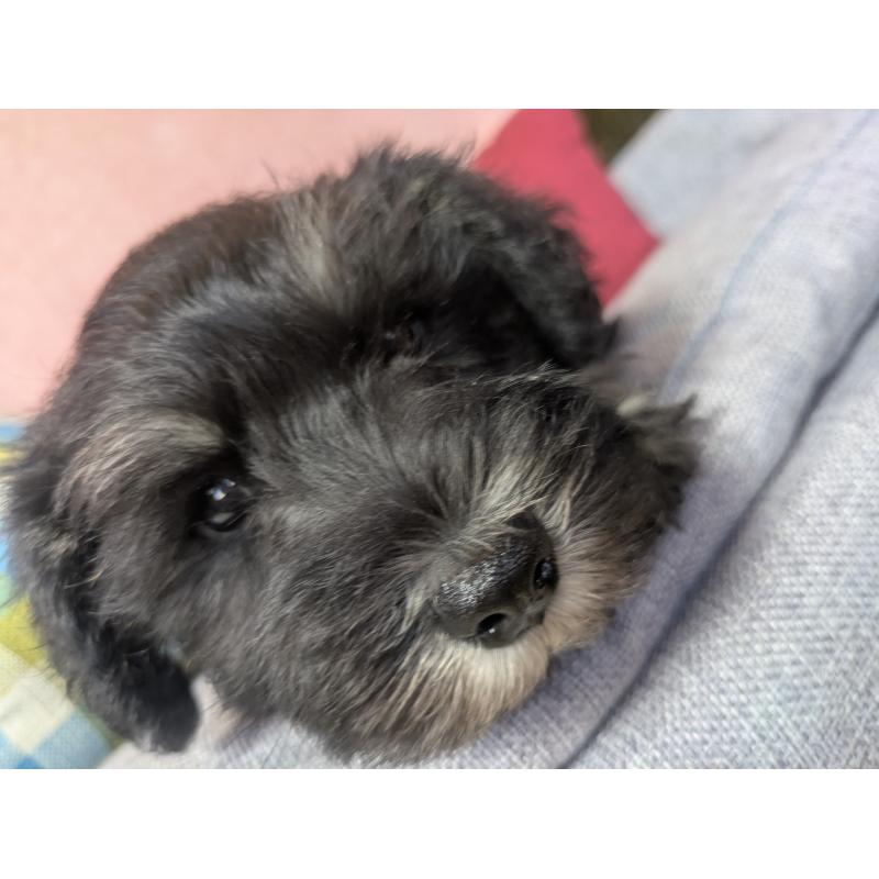 商談中の福岡県のミニチュアシュナウザー-430398の7枚目