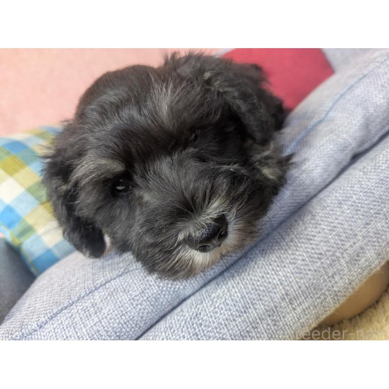 商談中の福岡県のミニチュアシュナウザー-430398の6枚目