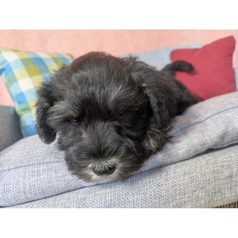 商談中の福岡県のミニチュアシュナウザー-430398の5枚目