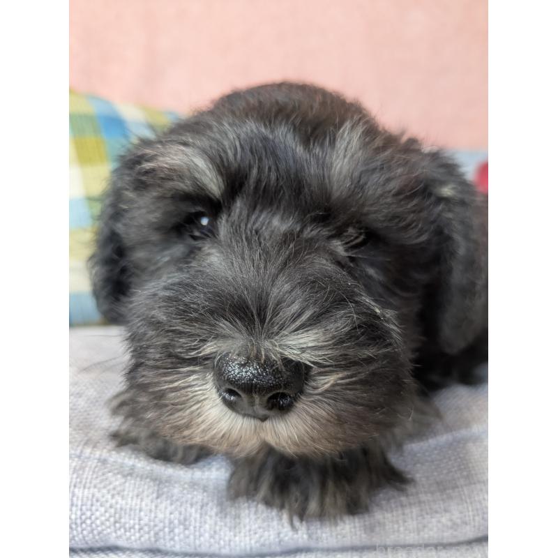 商談中の福岡県のミニチュアシュナウザー-430398の4枚目