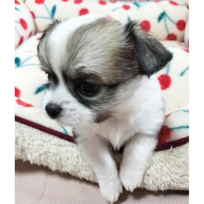 販売中の広島県のチワワ(ロングコート)-436788の5枚目