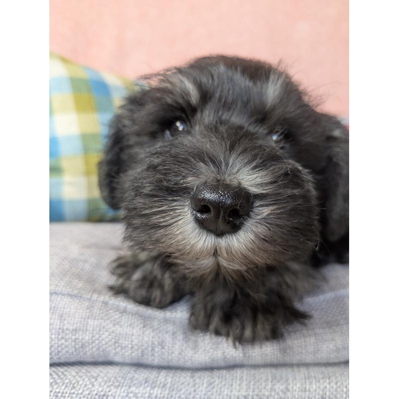 商談中の福岡県のミニチュアシュナウザー-430398の3枚目