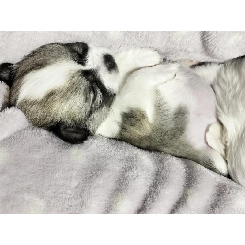 販売中の広島県のチワワ(ロングコート)-436788の4枚目