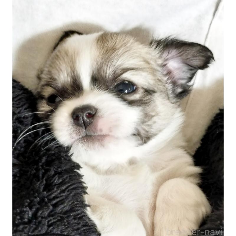 販売中の広島県のチワワ(ロングコート)-436788の3枚目