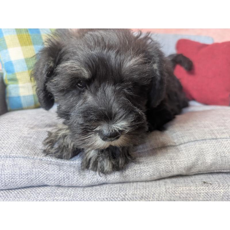 商談中の福岡県のミニチュアシュナウザー-430398の2枚目