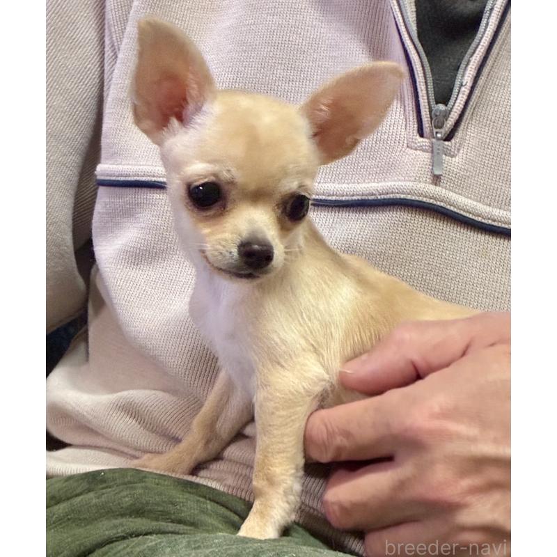 販売中の広島県のチワワ(スムースコート)-427962の5枚目