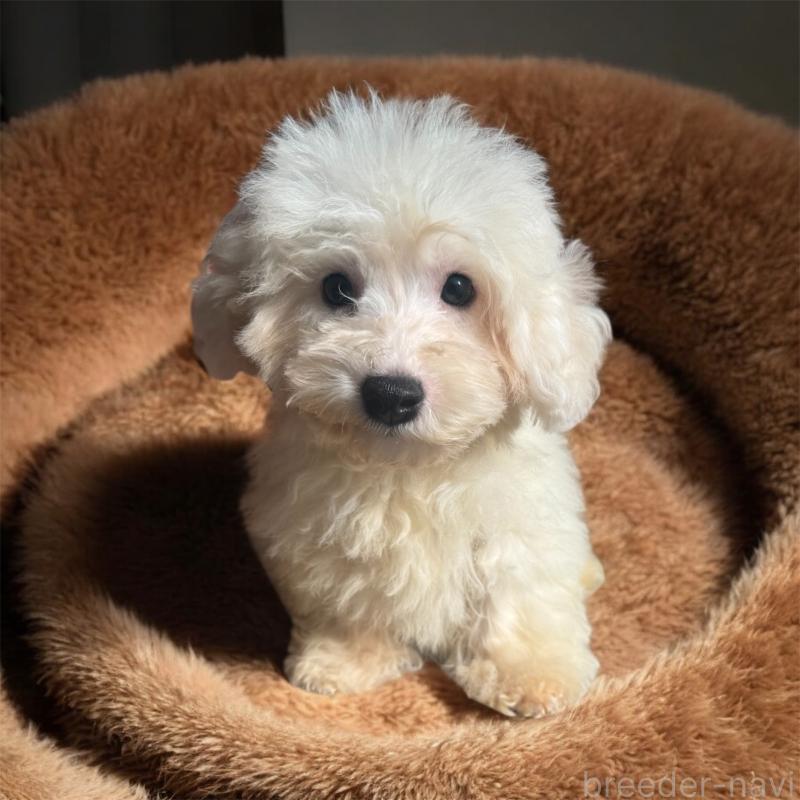 販売中の福井県のビションフリーゼ-431401