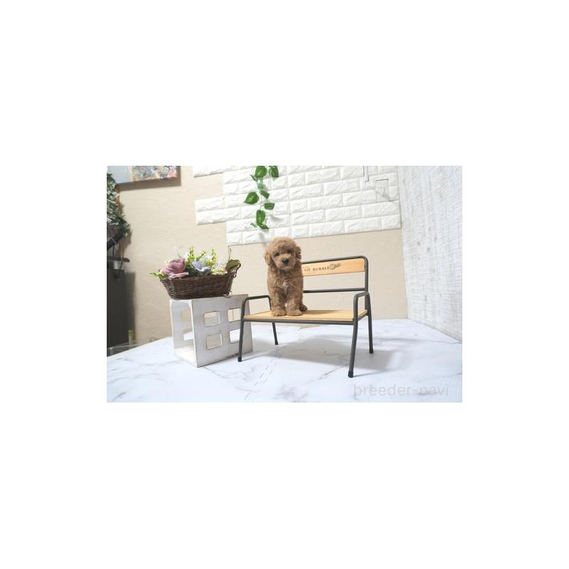 販売中の滋賀県のタイニープードル-436790の3枚目