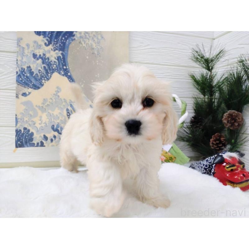 販売中の北海道のミックス犬-431383の6枚目