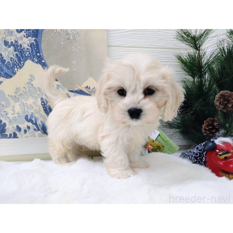 販売中の北海道のミックス犬-431383の5枚目