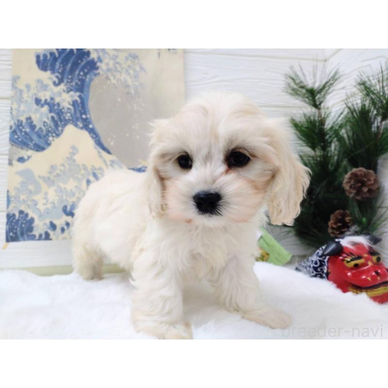 販売中の北海道のミックス犬-431383の3枚目