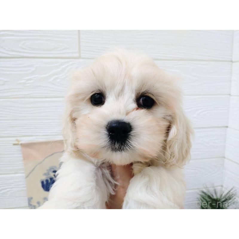 販売中の北海道のミックス犬-431383の2枚目