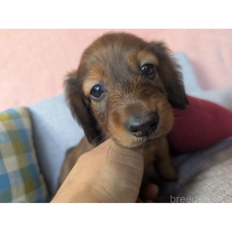 販売中の福岡県のカニンヘンダックスフンド(ロングヘアード)-434439の7枚目