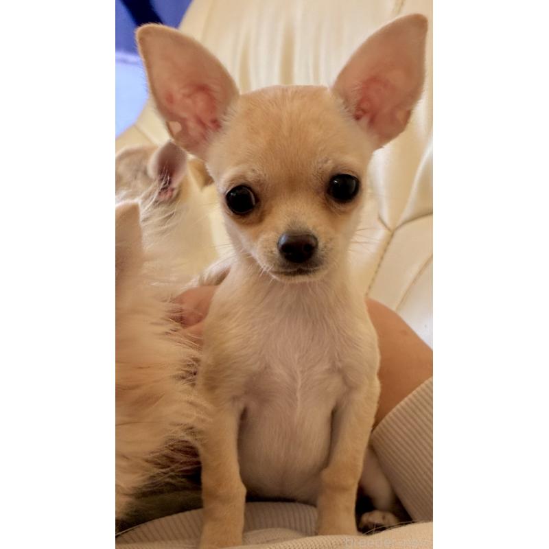 販売中の広島県のチワワ(スムースコート)-427962の4枚目