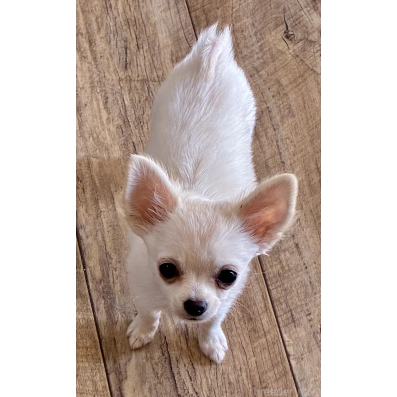 販売中の広島県のチワワ(ロングコート)-427610の5枚目