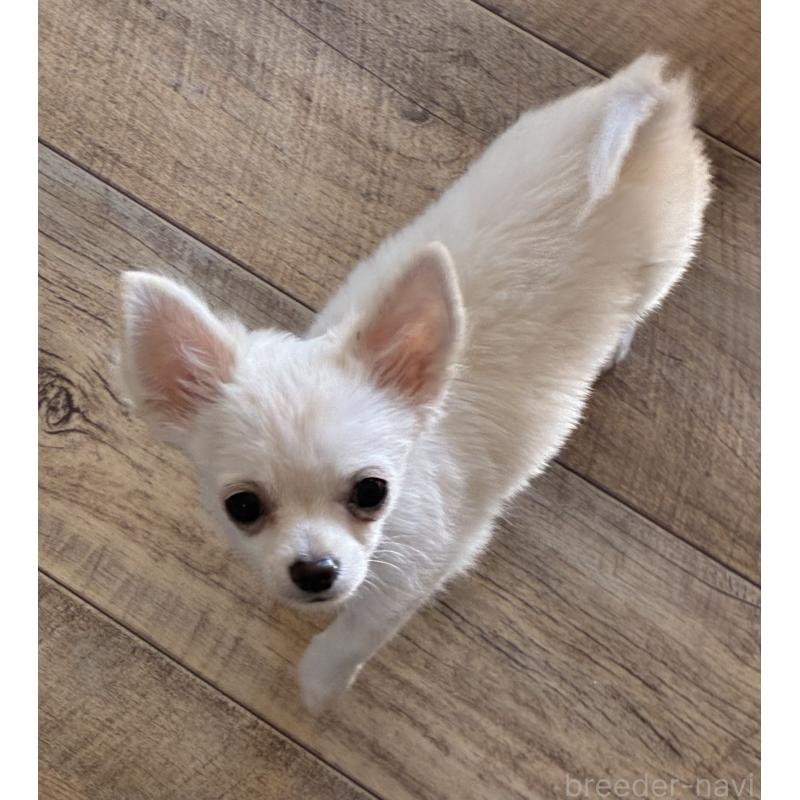 販売中の広島県のチワワ(ロングコート)-427610の4枚目