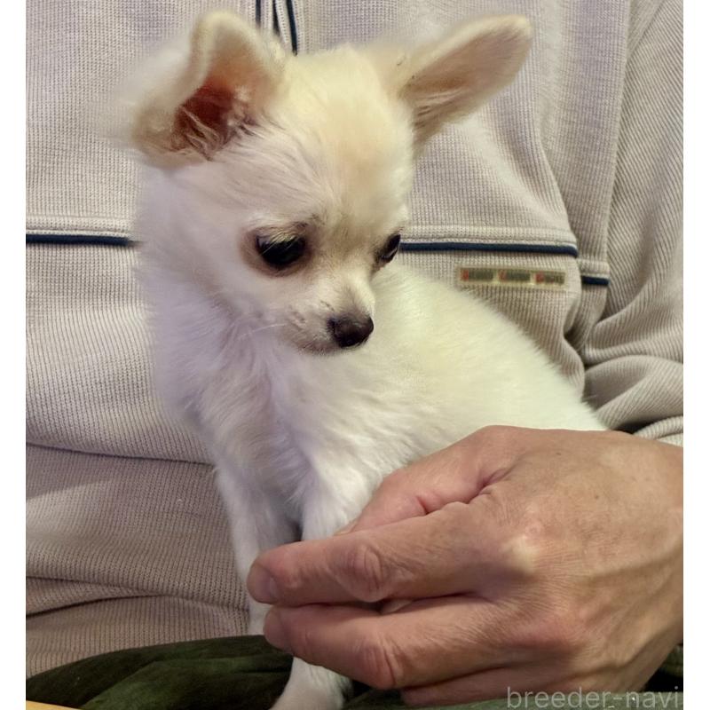 販売中の広島県のチワワ(ロングコート)-427610の3枚目