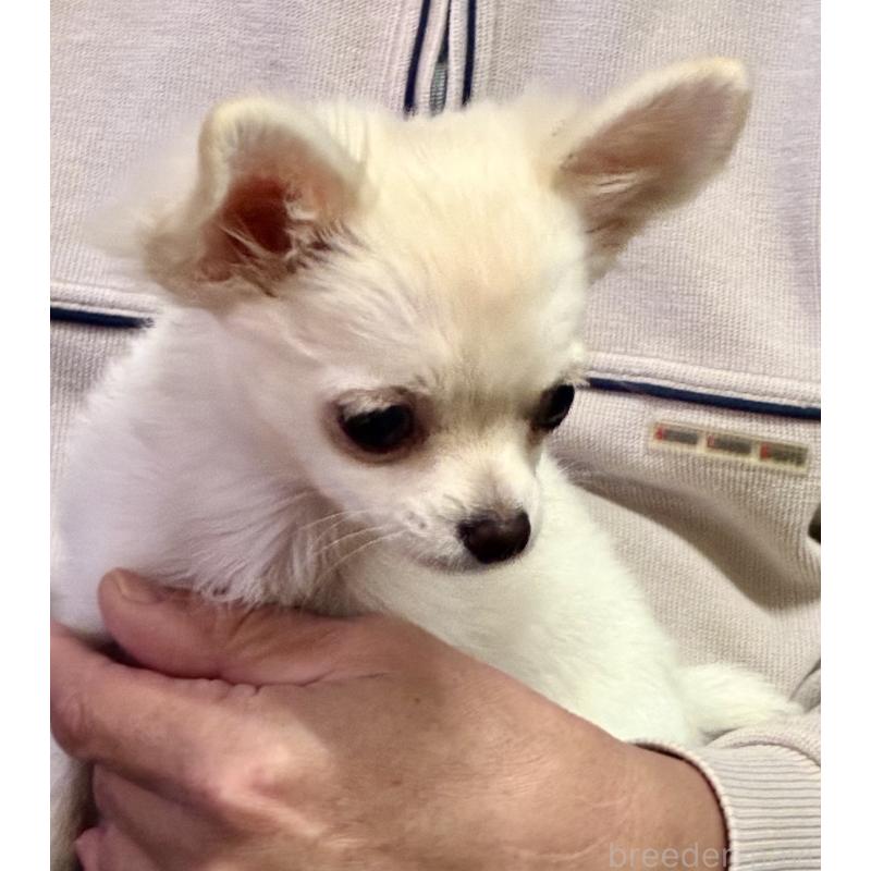 販売中の広島県のチワワ(ロングコート)-427610の2枚目