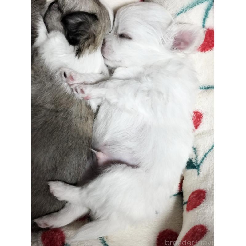 販売中の広島県のチワワ(ロングコート)-436791の3枚目