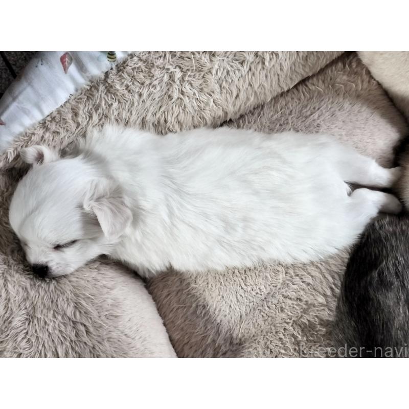 販売中の広島県のチワワ(ロングコート)-436791の2枚目