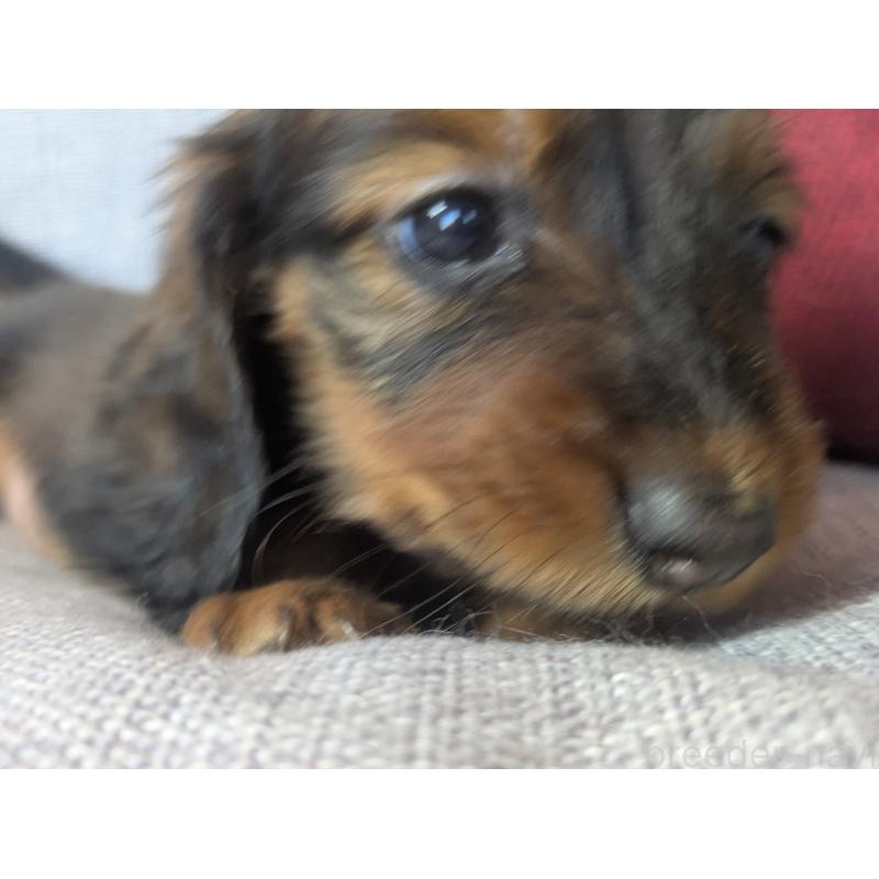 販売中の福岡県のミニチュアダックスフンド(ロングヘアード)-436800の14枚目