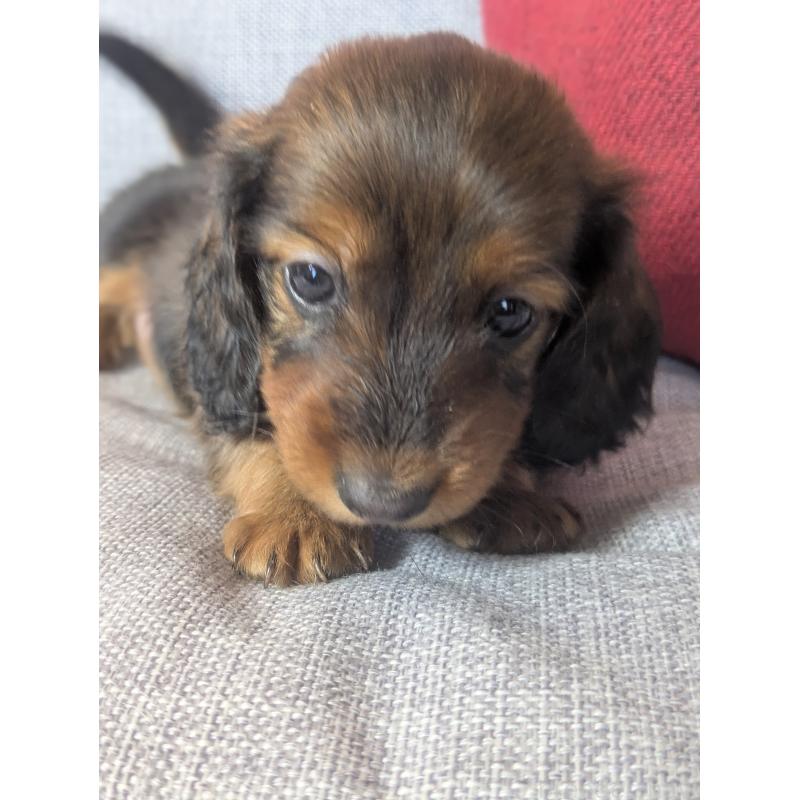 販売中の福岡県のミニチュアダックスフンド(ロングヘアード)-436800の13枚目