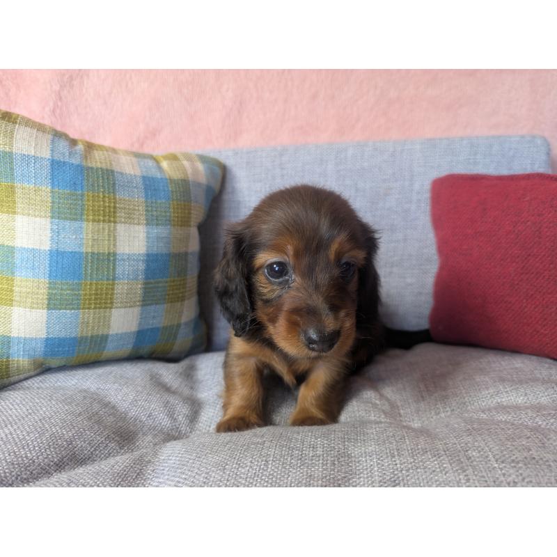 販売中の福岡県のミニチュアダックスフンド(ロングヘアード)-436800の12枚目