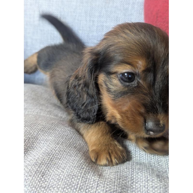 販売中の福岡県のミニチュアダックスフンド(ロングヘアード)-436800の11枚目