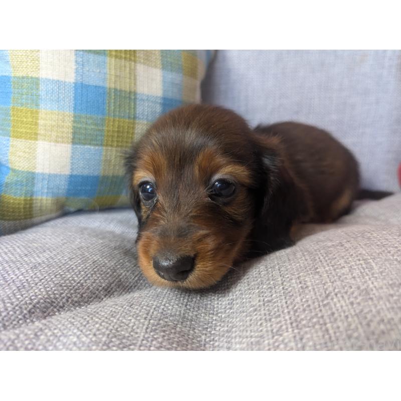 販売中の福岡県のミニチュアダックスフンド(ロングヘアード)-436800の10枚目
