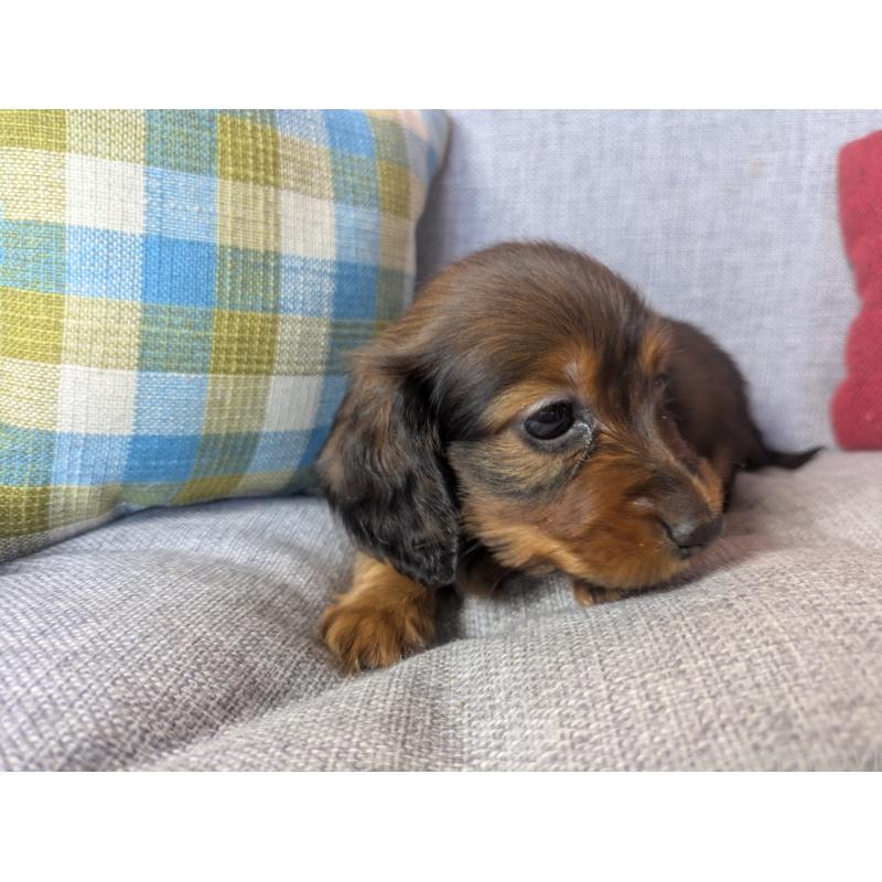 販売中の福岡県のミニチュアダックスフンド(ロングヘアード)-436800の9枚目