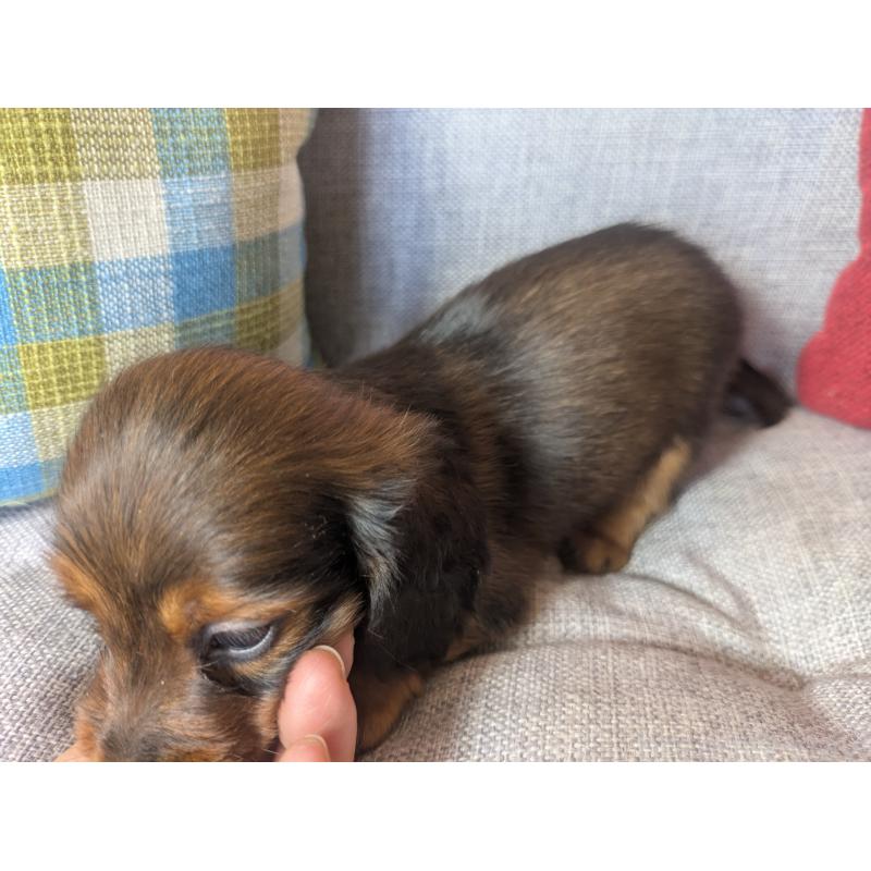 販売中の福岡県のミニチュアダックスフンド(ロングヘアード)-436800の8枚目